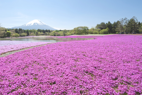 Fuji Shibazakura Festival