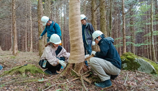 Activities to prevent tree damage by deer